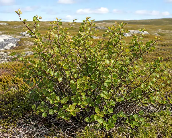 Dvärgbjörk