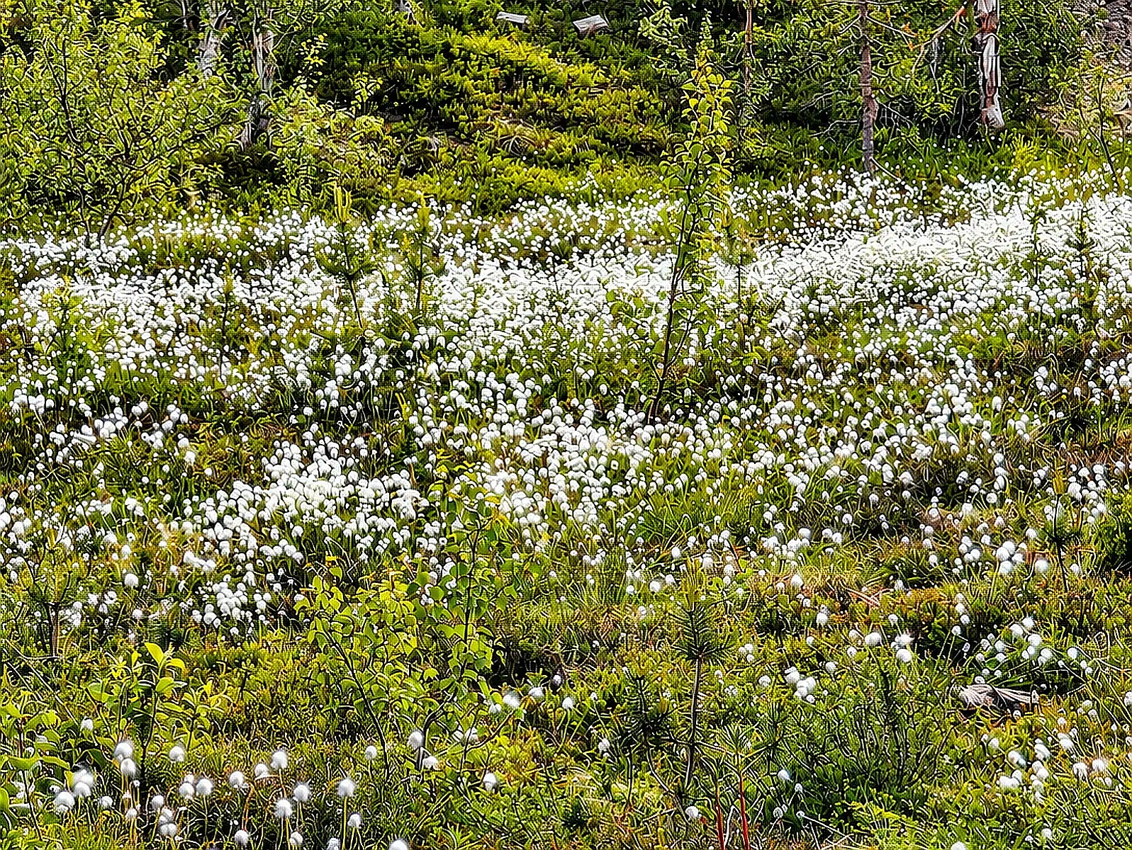Gruven – fjällmiljö runt stugan