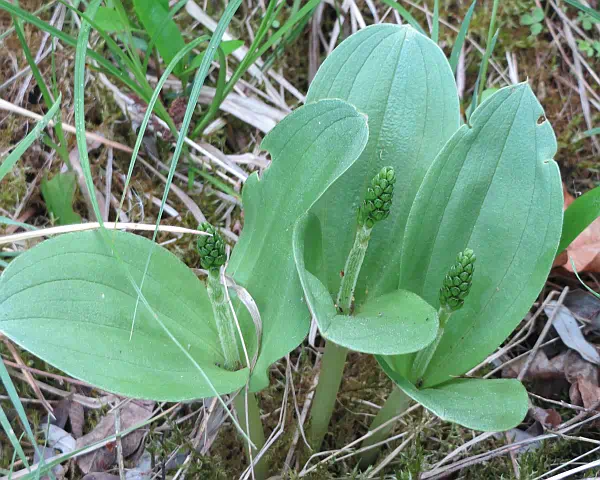 Tvåblad