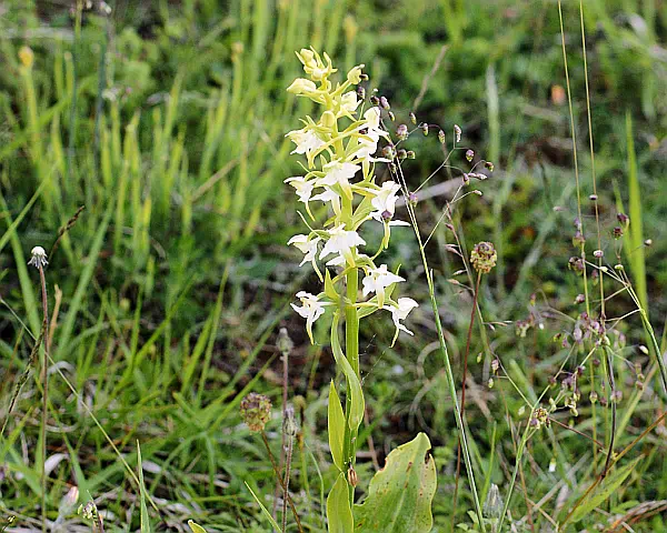 Nattviol