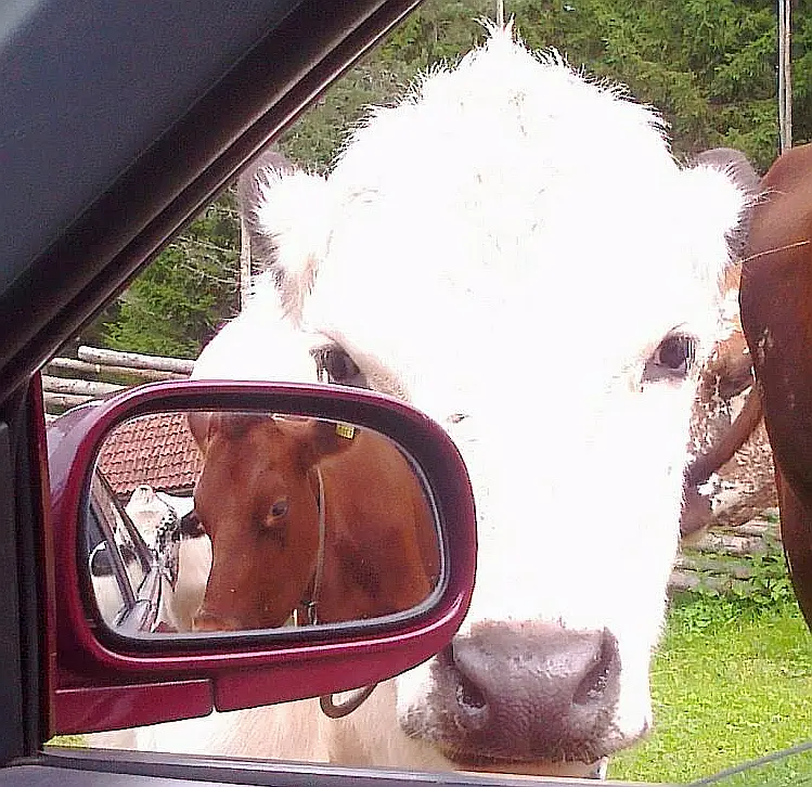 Fjellkyr fotografert ved Karl-Töfåsens fäbod nord for Rättvik.