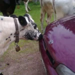 Fäboden Karl-Töfåsen. En Toyota Carina med kufanger.