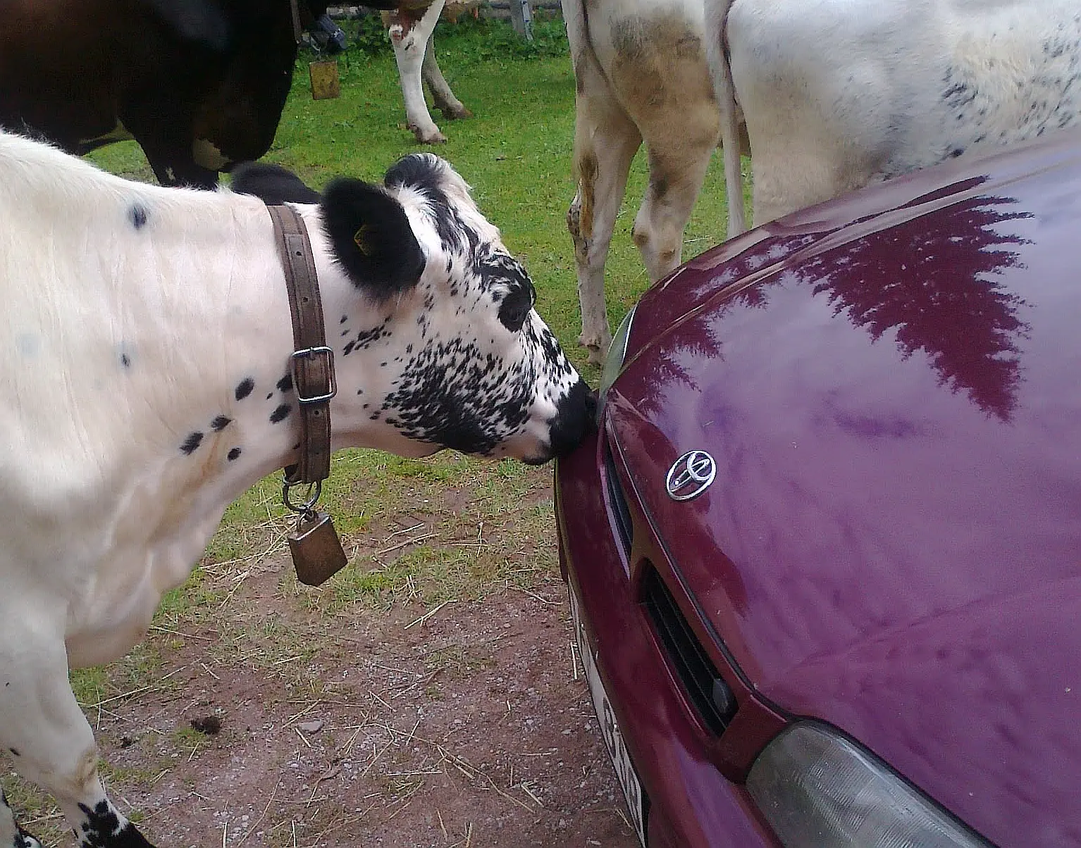 En fjeldko, der snuser til en bil